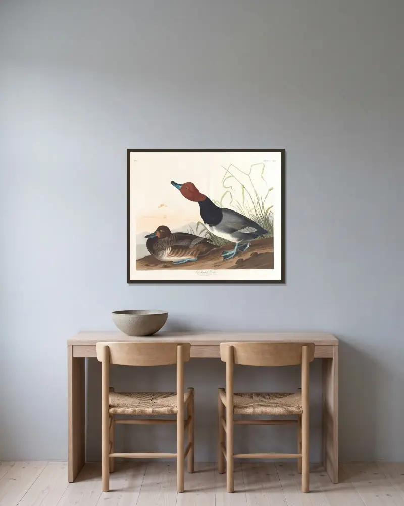 Kaczka czerwonogłowa, John James Audubon w ramie na ścianie