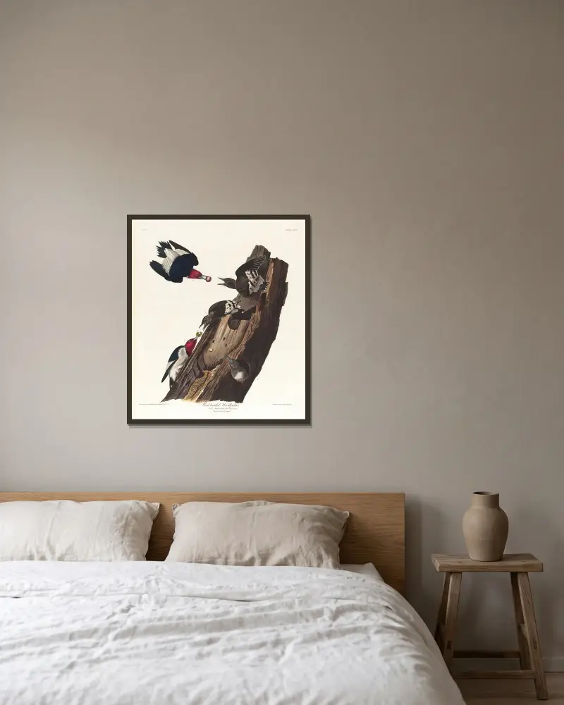 Rothals-Specht von John James Audubon gerahmt an einer Wand
