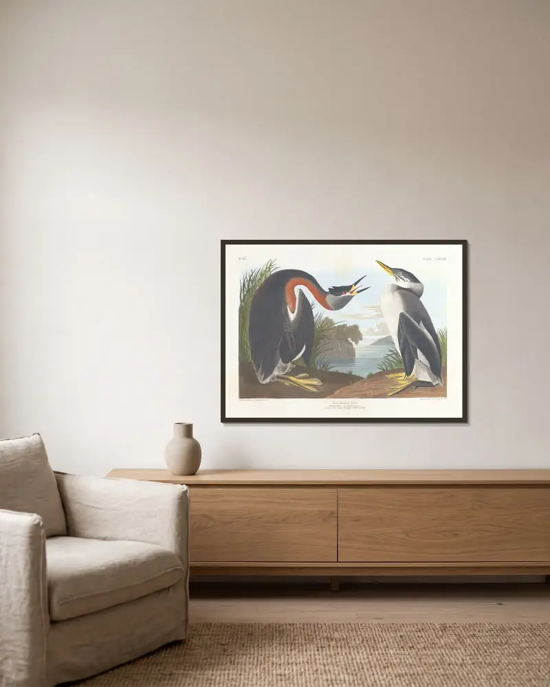 Gråhakedopping, John James Audubon v rámu na stěně