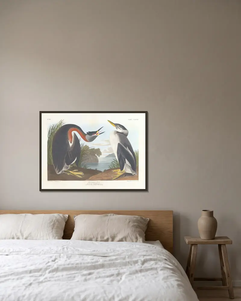 Gråhakedopping, John James Audubon v rámu na stěně