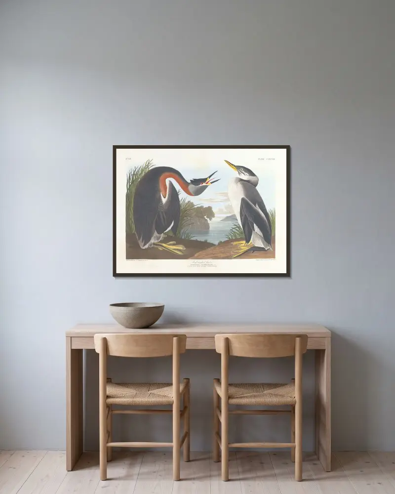 Gråhakedopping, John James Audubon v rámu na stěně