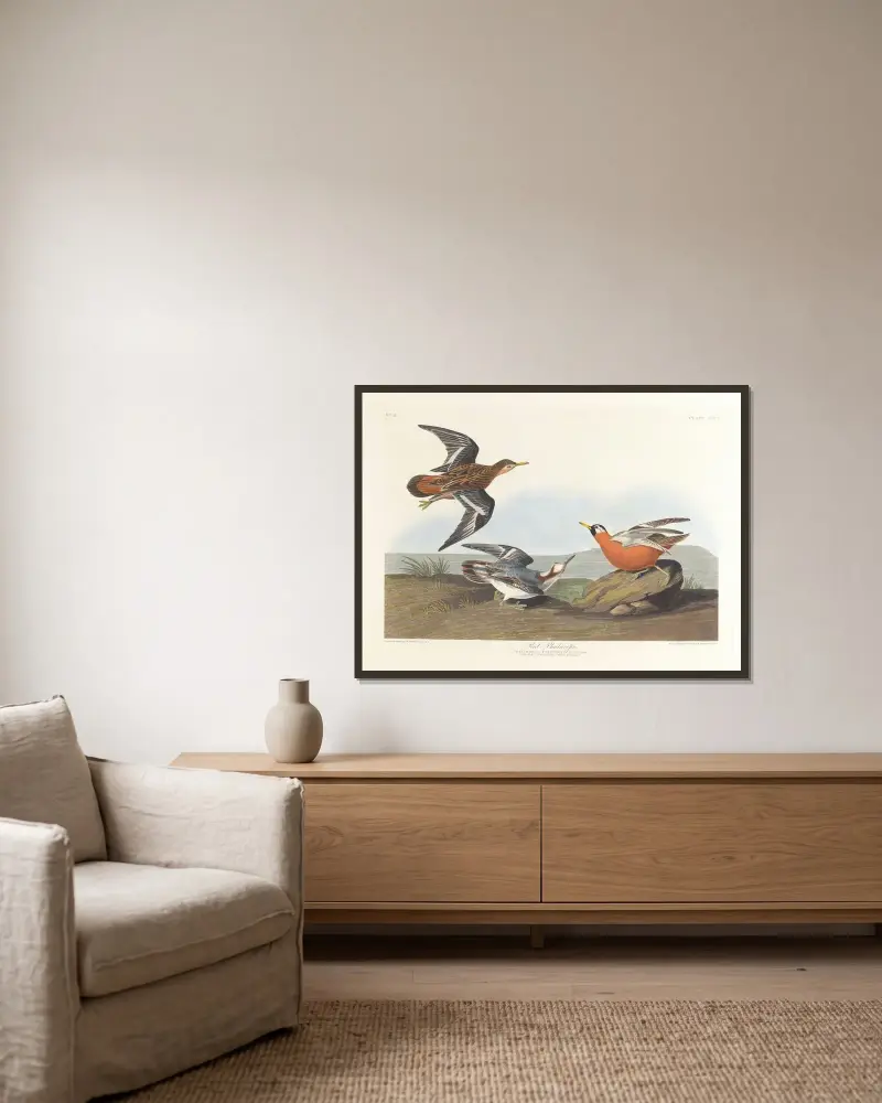 Röd simsnäppa, John James Audubon v rámu na stěně