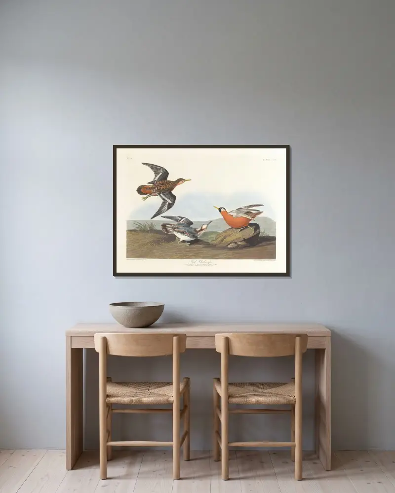 Röd simsnäppa, John James Audubon v rámu na stěně