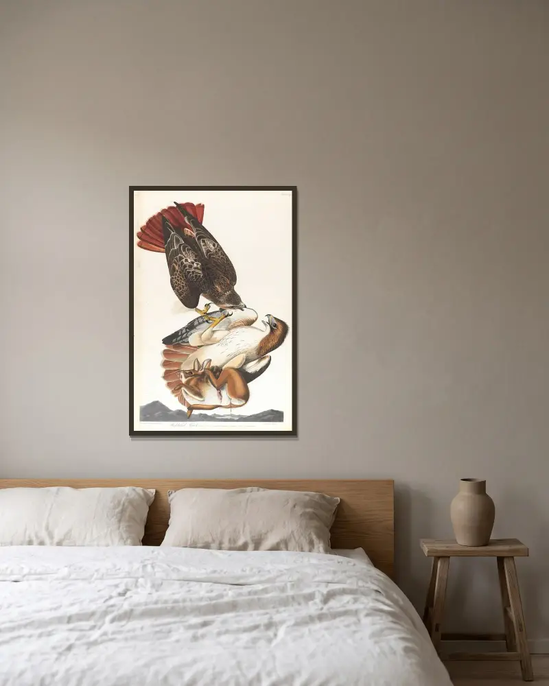 Rotschwanzbussard, 1827 – Nr. 2 von John James Audubon gerahmt an einer Wand