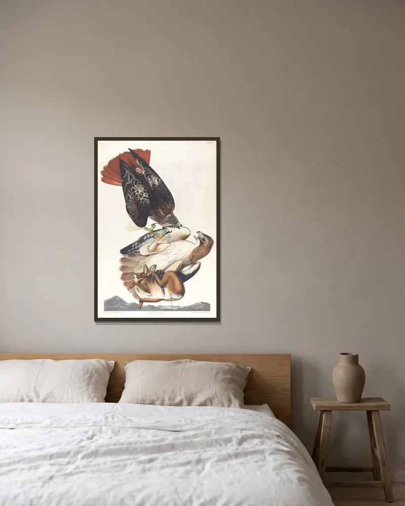 Rotschwanzbussard, 1827 – Nr. 1 von John James Audubon gerahmt an einer Wand