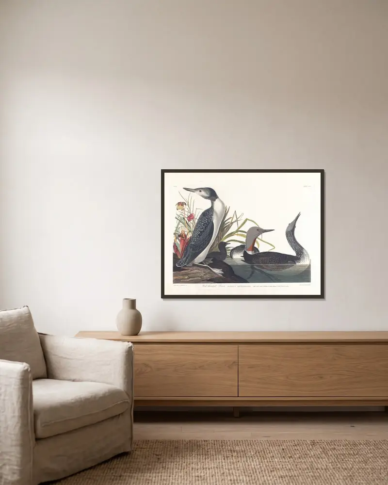 Potáplice malá, 1827, John James Audubon v rámu na stěně