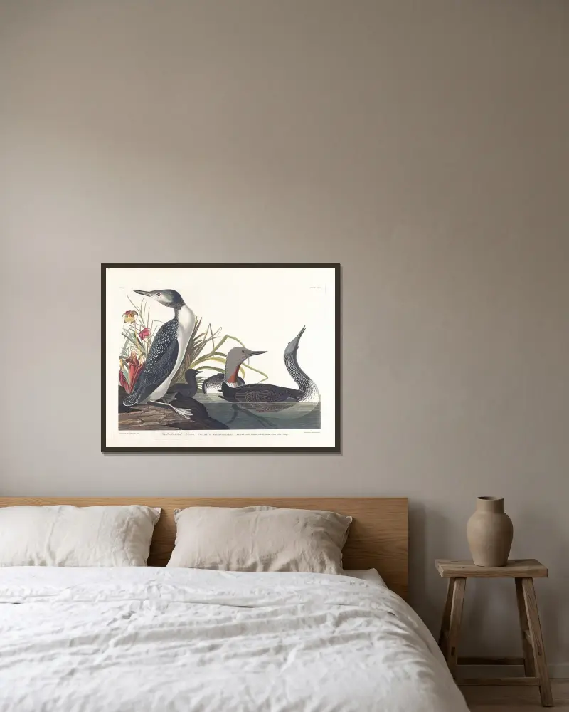 Potáplice malá, 1827, John James Audubon v rámu na stěně