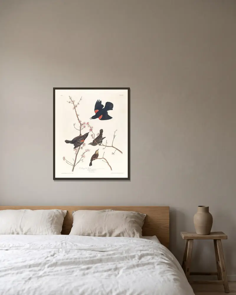 Rotschwingenstar von John James Audubon gerahmt an einer Wand
