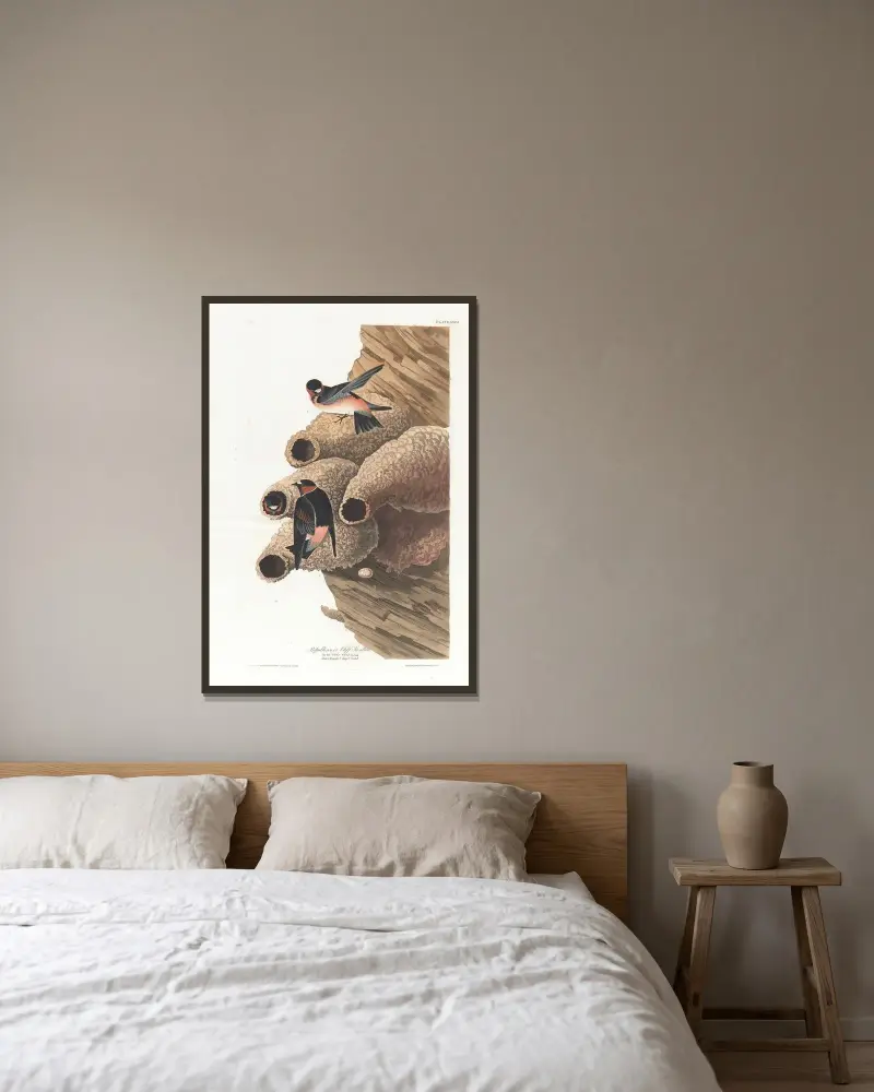 Republican or cliff swallow av John James Audubon inramad på en vägg