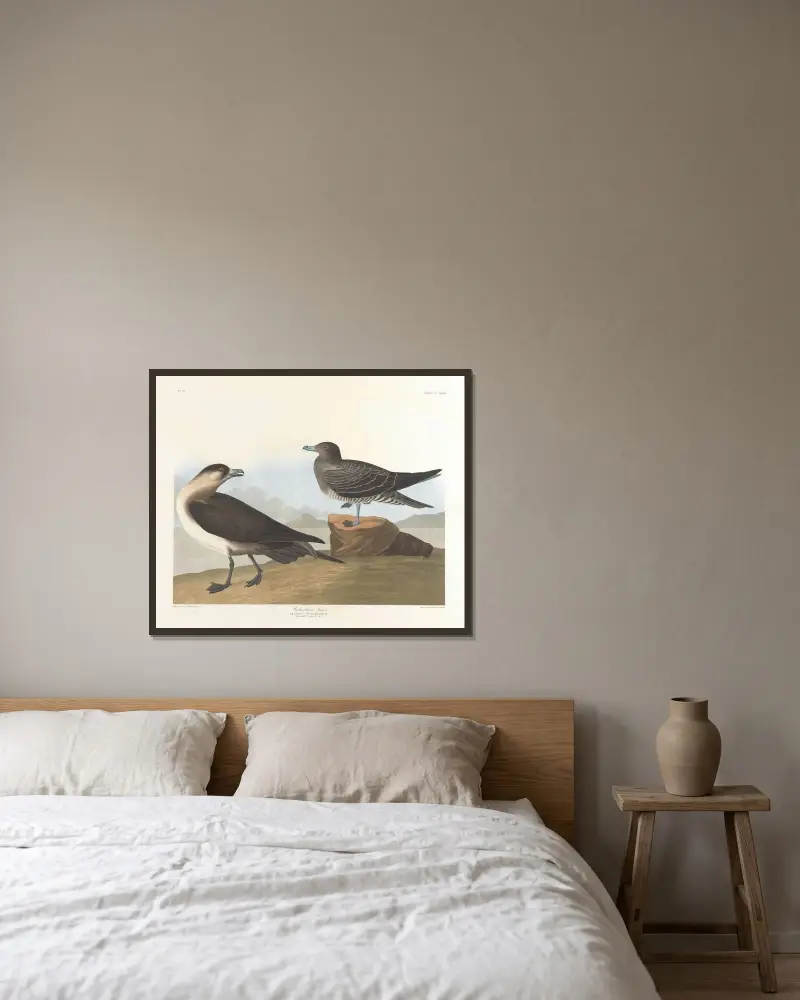 Richardsonův jestřáb, John James Audubon v rámu na stěně