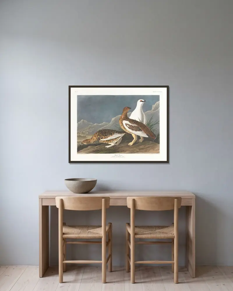 Tetřev, John James Audubon v rámu na stěně
