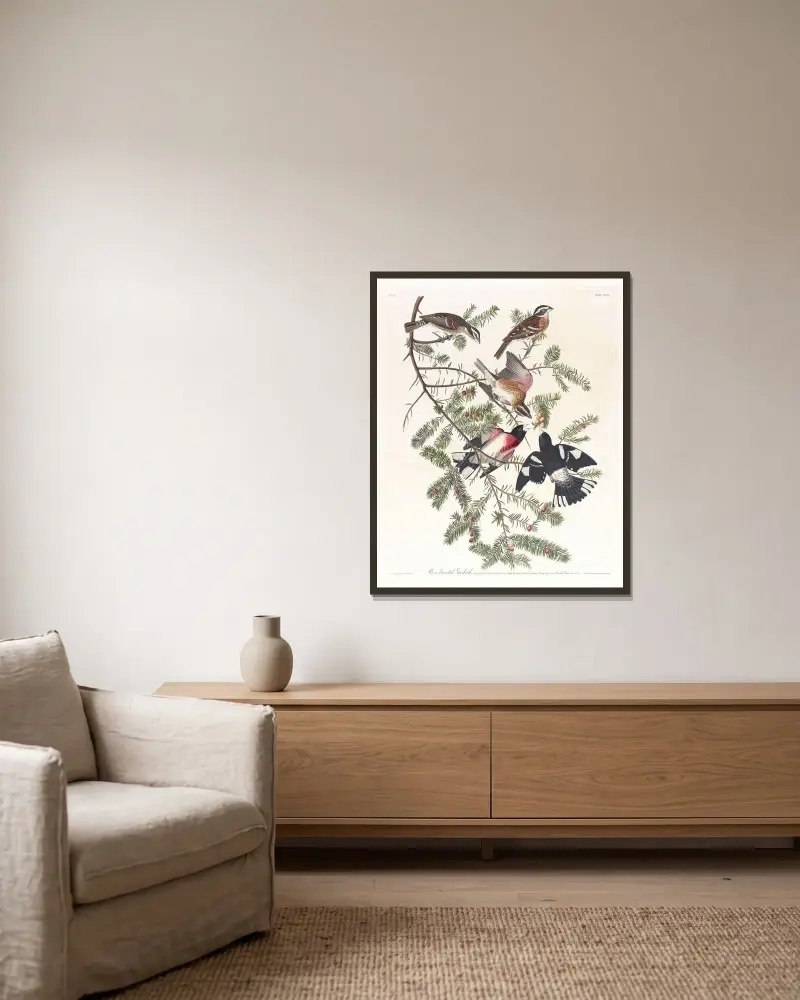 Dziwogon czarnogłowy, John James Audubon w ramie na ścianie
