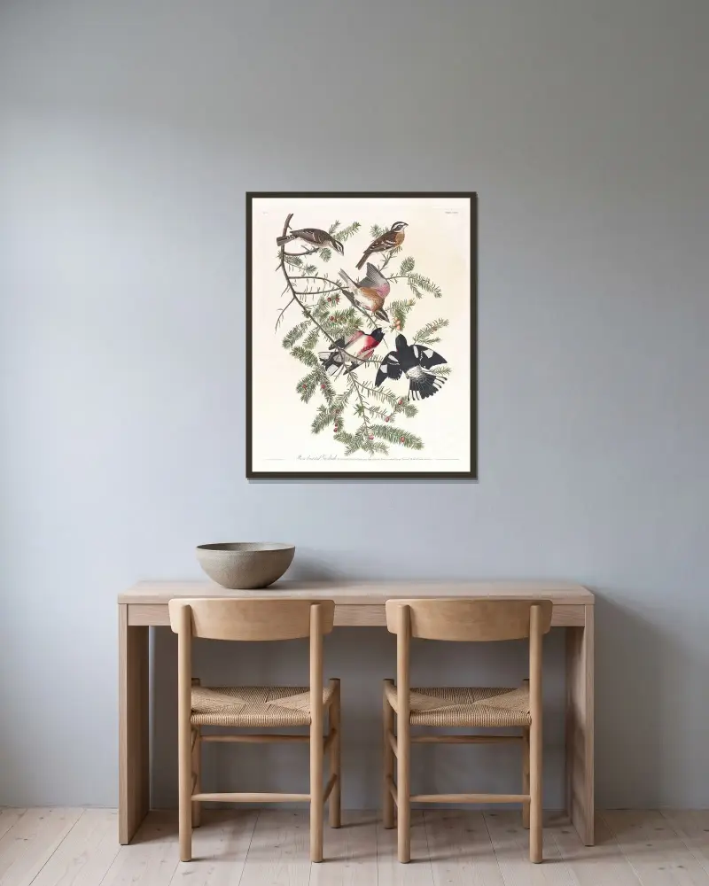 Dziwogon czarnogłowy, John James Audubon w ramie na ścianie