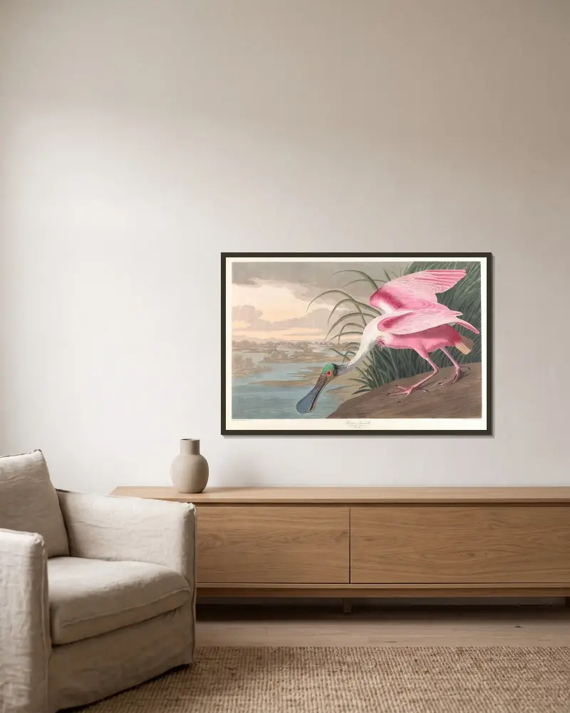 Růžový kolpík, John James Audubon v rámu na stěně