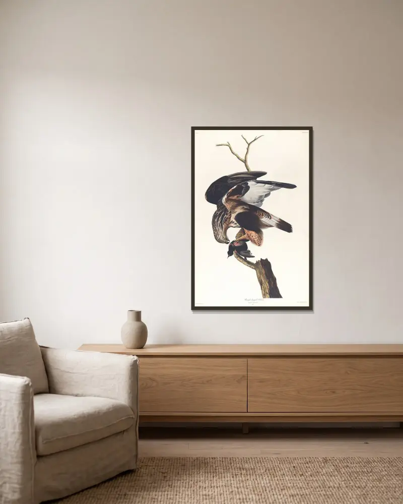 Fjällvråk, John James Audubon v rámu na stěně
