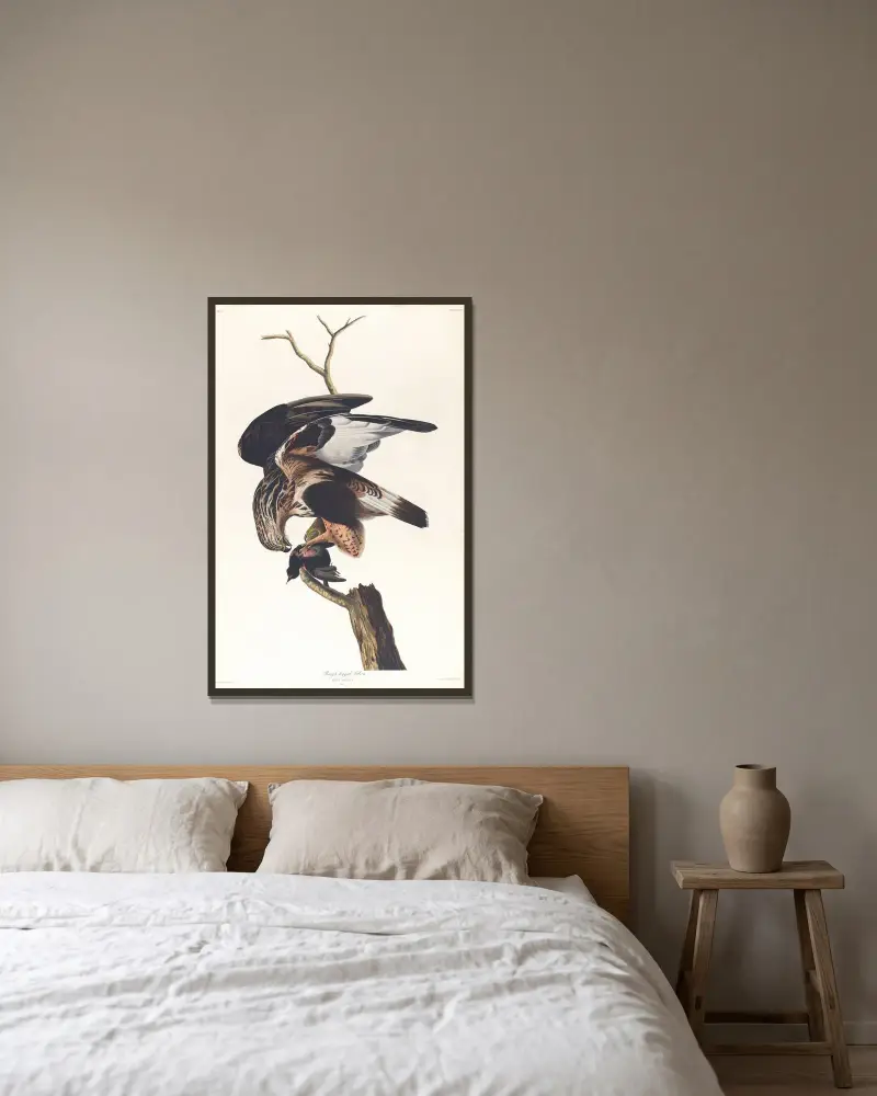 Fjällvråk, John James Audubon v rámu na stěně