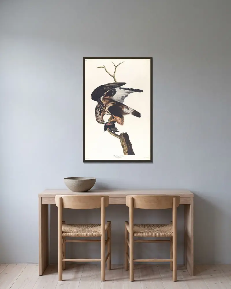 Fjällvråk, John James Audubon v rámu na stěně