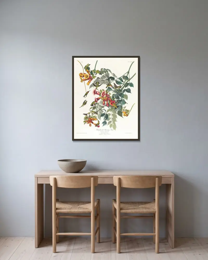Rubinkehlkolibri von John James Audubon gerahmt an einer Wand