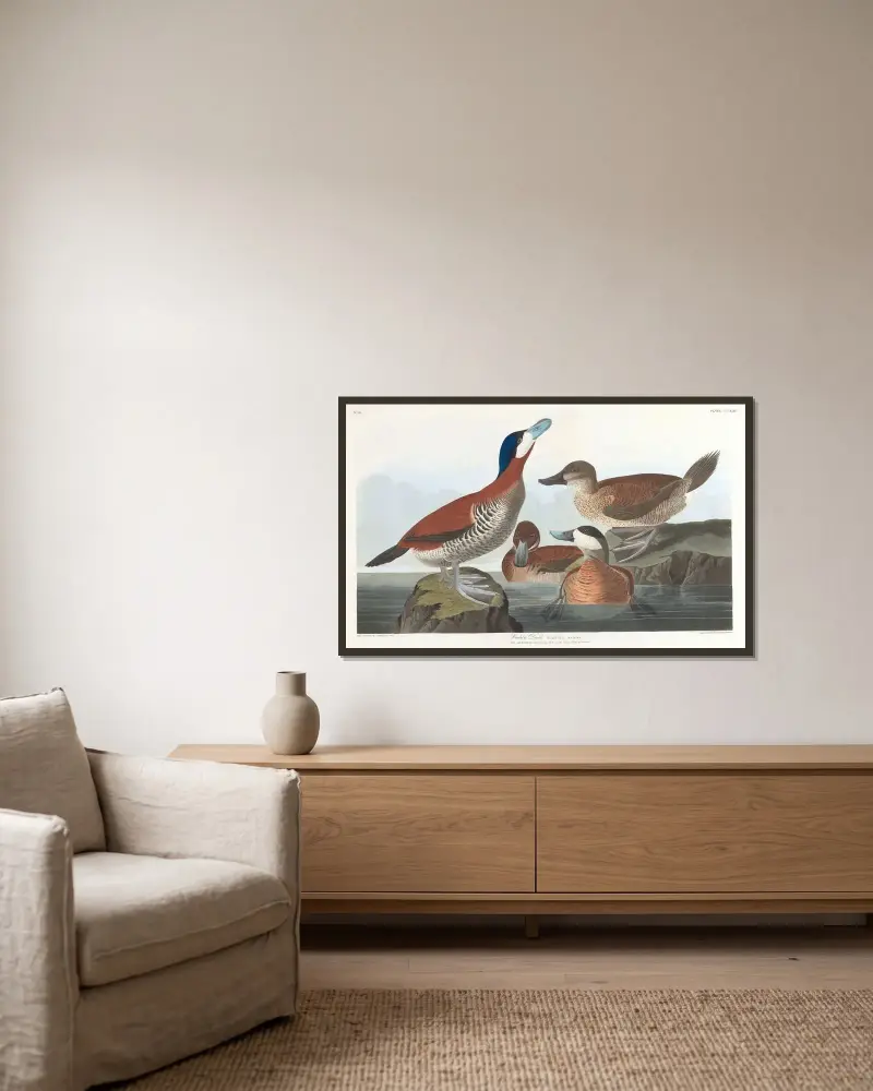 Ruddy Duck von John James Audubon gerahmt an einer Wand