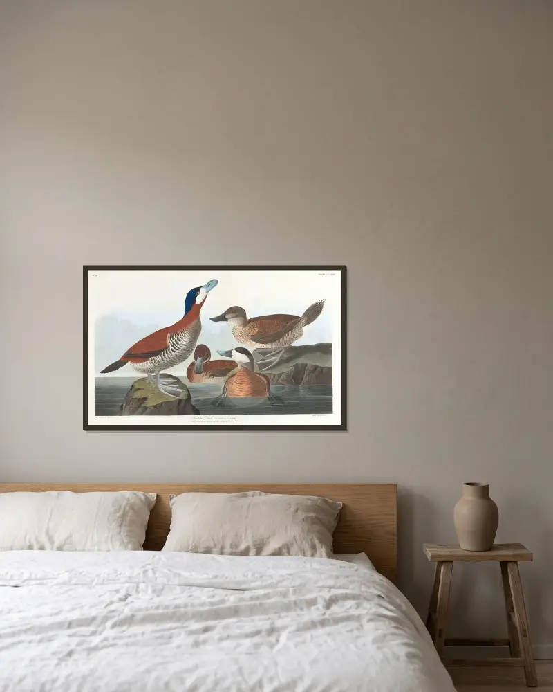 Ruddy Duck von John James Audubon gerahmt an einer Wand