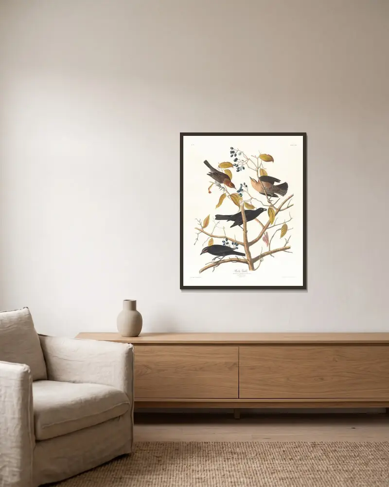 Rezavý vlhovec, John James Audubon v rámu na stěně