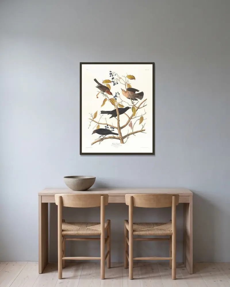 Rezavý vlhovec, John James Audubon v rámu na stěně