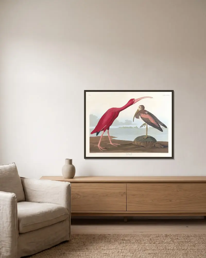 Šarlatový ibis, John James Audubon v rámu na stěně