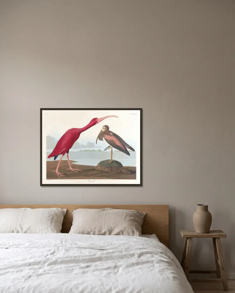 Šarlatový ibis, John James Audubon v rámu na stěně