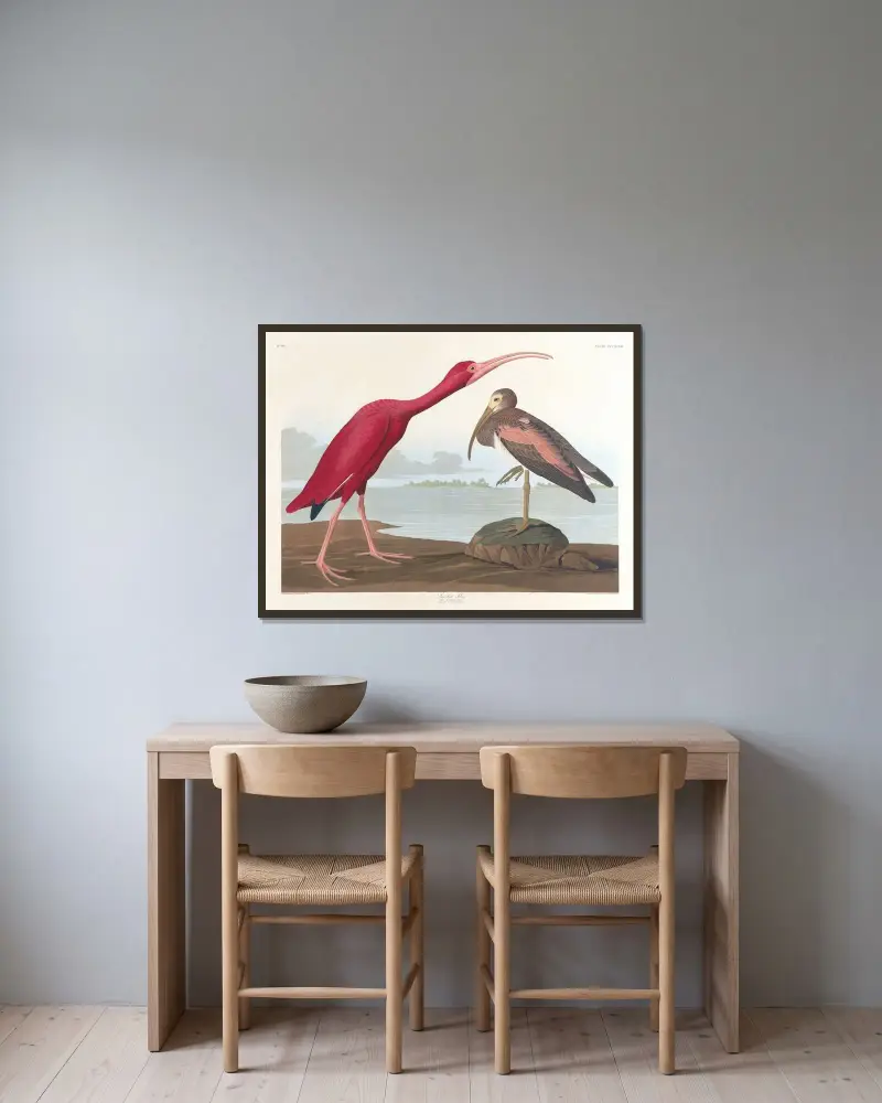 Šarlatový ibis, John James Audubon v rámu na stěně