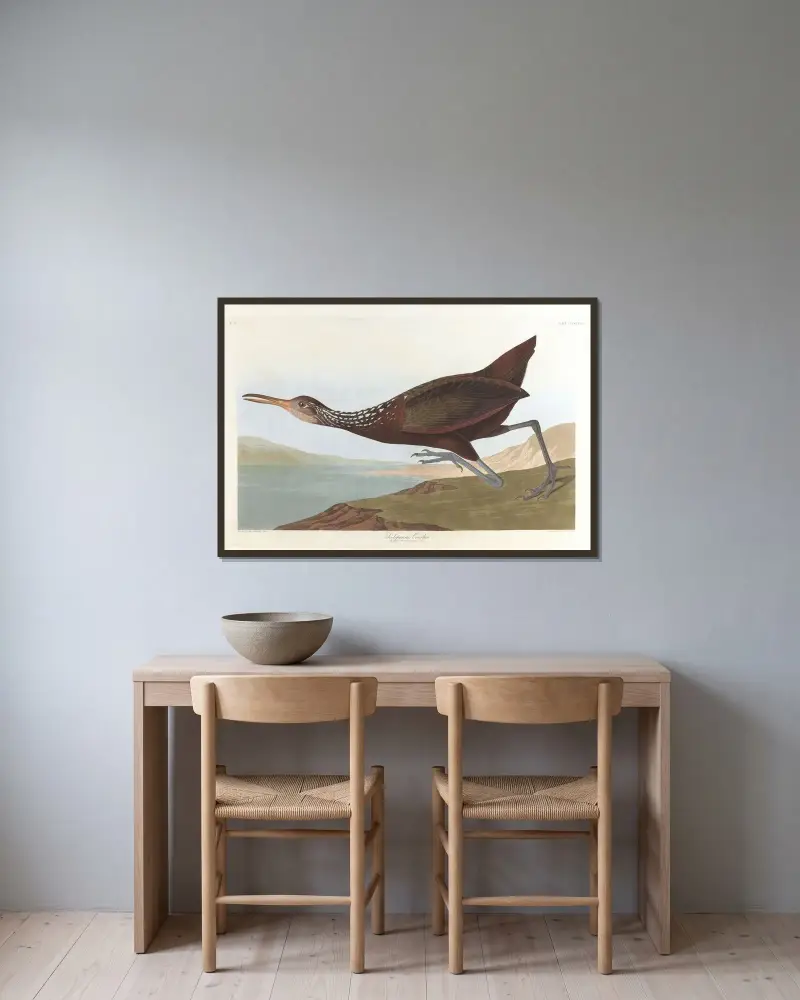 Scolpaceus courlan von John James Audubon gerahmt an einer Wand