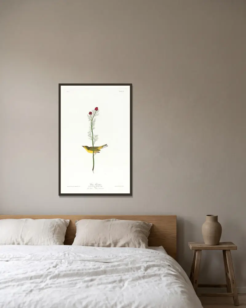 Selbyho tyranovec, John James Audubon v rámu na stěně