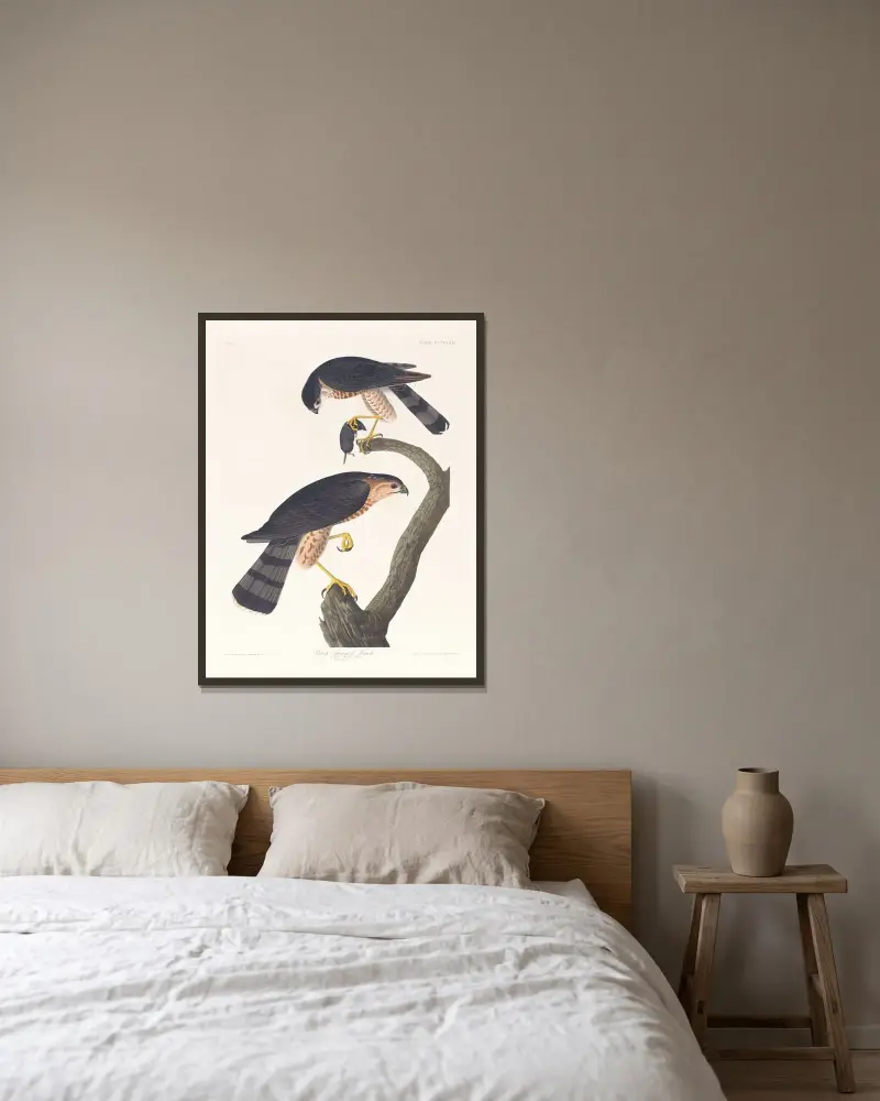 Ostrohřbetý jestřáb, John James Audubon v rámu na stěně