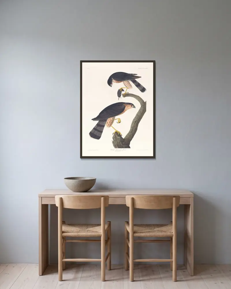 Ostrohřbetý jestřáb, John James Audubon v rámu na stěně