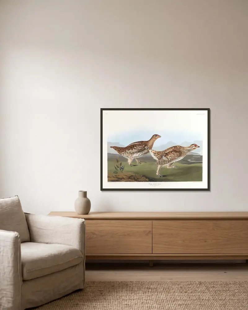 Ostrochvostý tetřev, John James Audubon v rámu na stěně