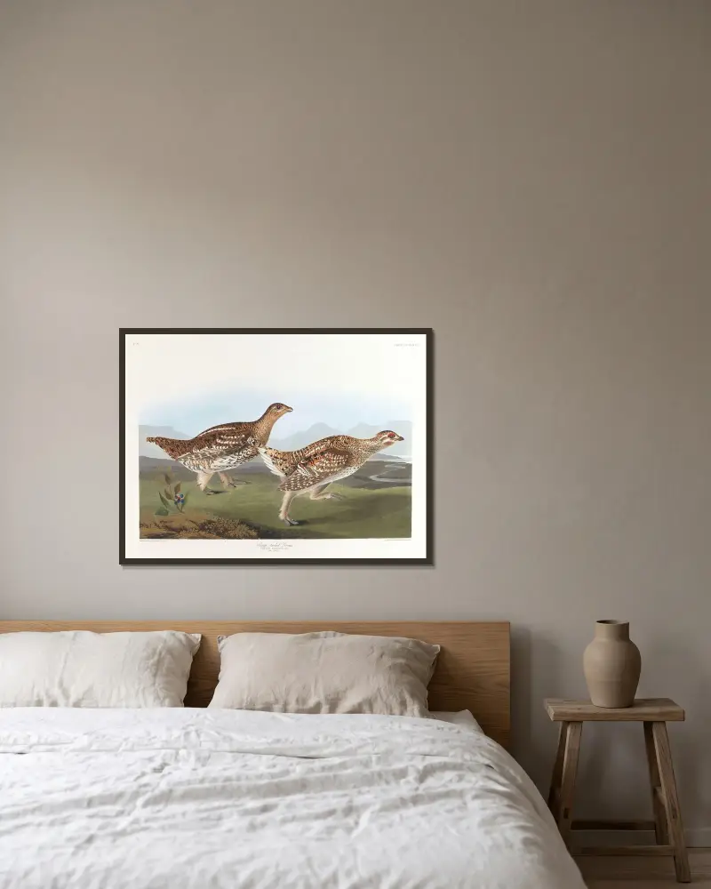 Ostrochvostý tetřev, John James Audubon v rámu na stěně