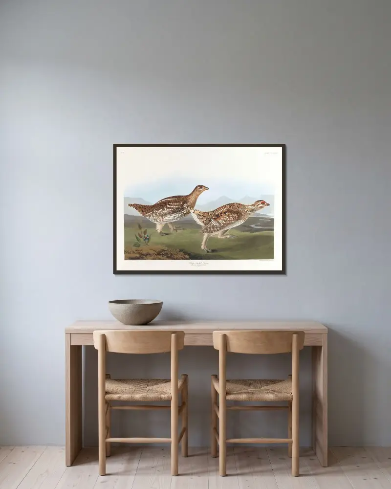 Ostrochvostý tetřev, John James Audubon v rámu na stěně