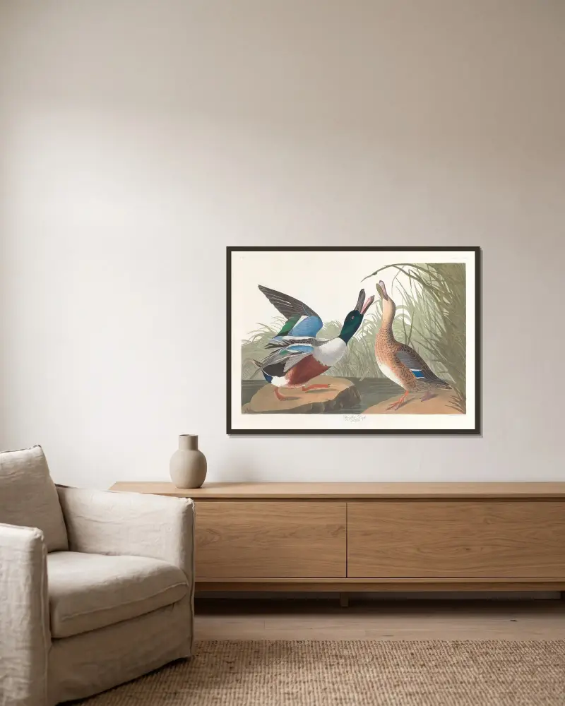 Ostralka štěrbinová, John James Audubon v rámu na stěně