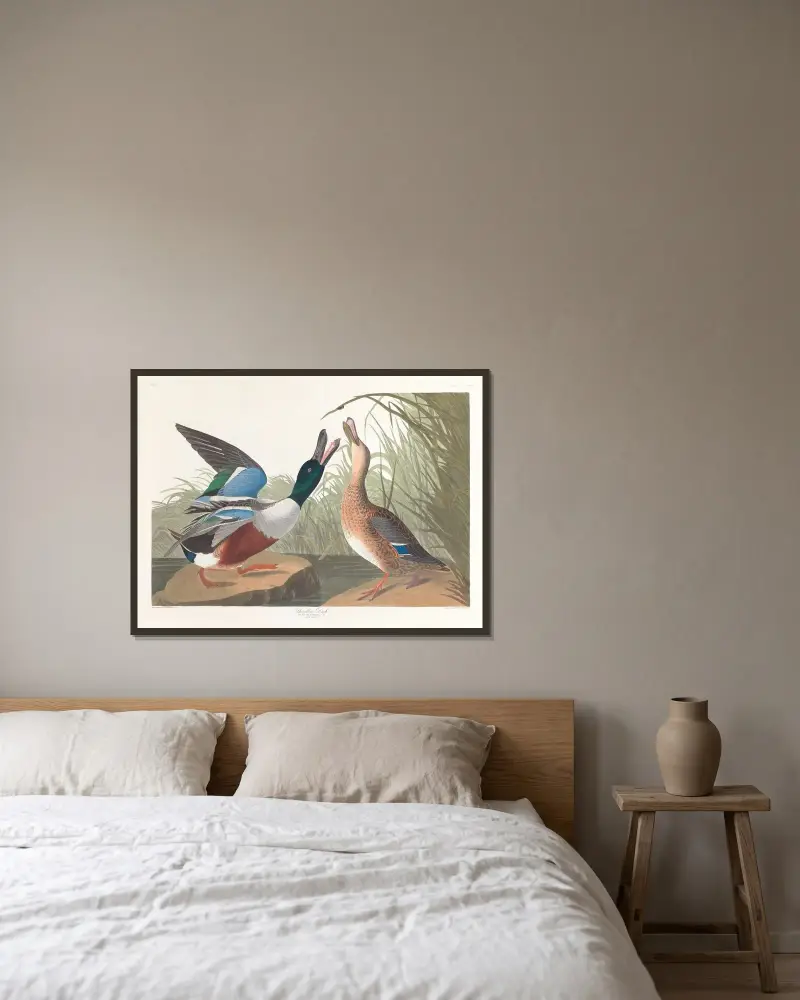 Ostralka štěrbinová, John James Audubon v rámu na stěně