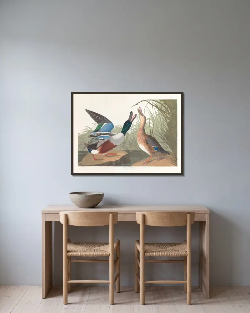 Ostralka štěrbinová, John James Audubon v rámu na stěně