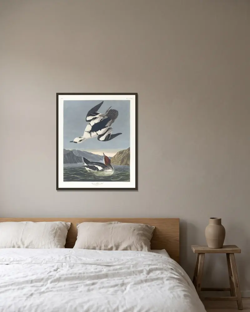 Smew or white nun av John James Audubon inramad på en vägg