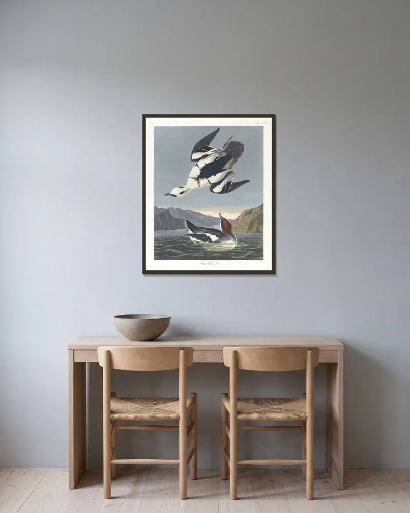 Smew or white nun av John James Audubon inramad på en vägg