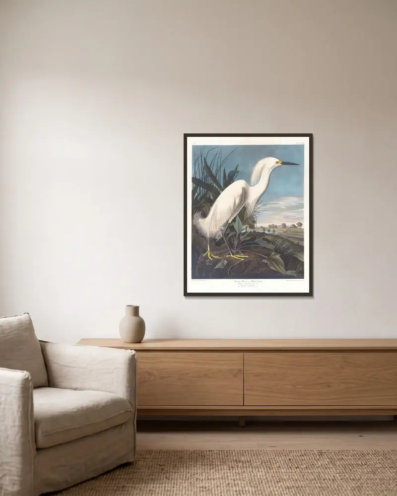 Snowy heron or white egret av John James Audubon inramad på en vägg