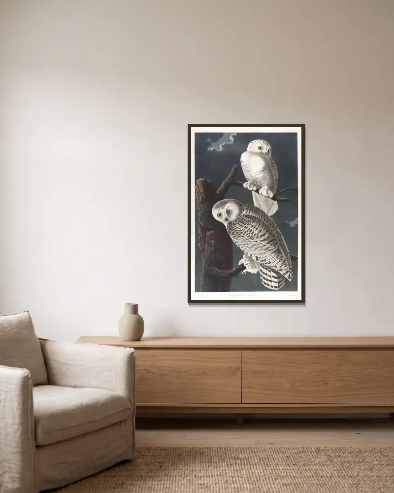 Sněžná sova, John James Audubon v rámu na stěně