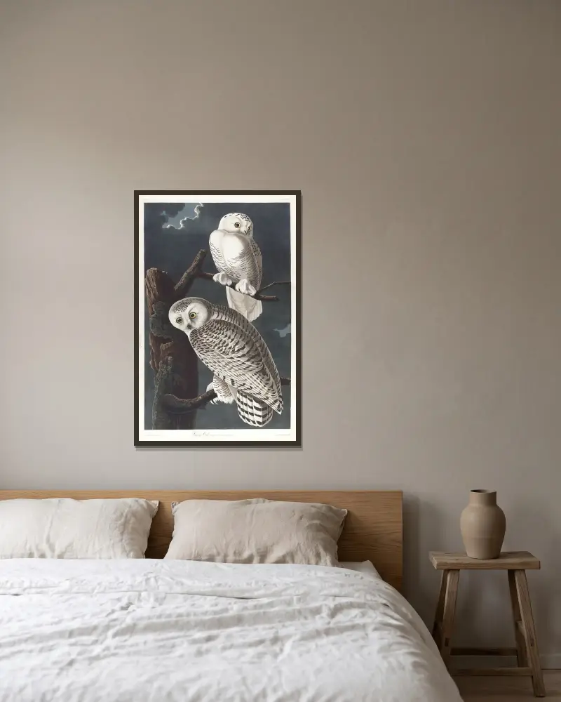 Sněžná sova, John James Audubon v rámu na stěně