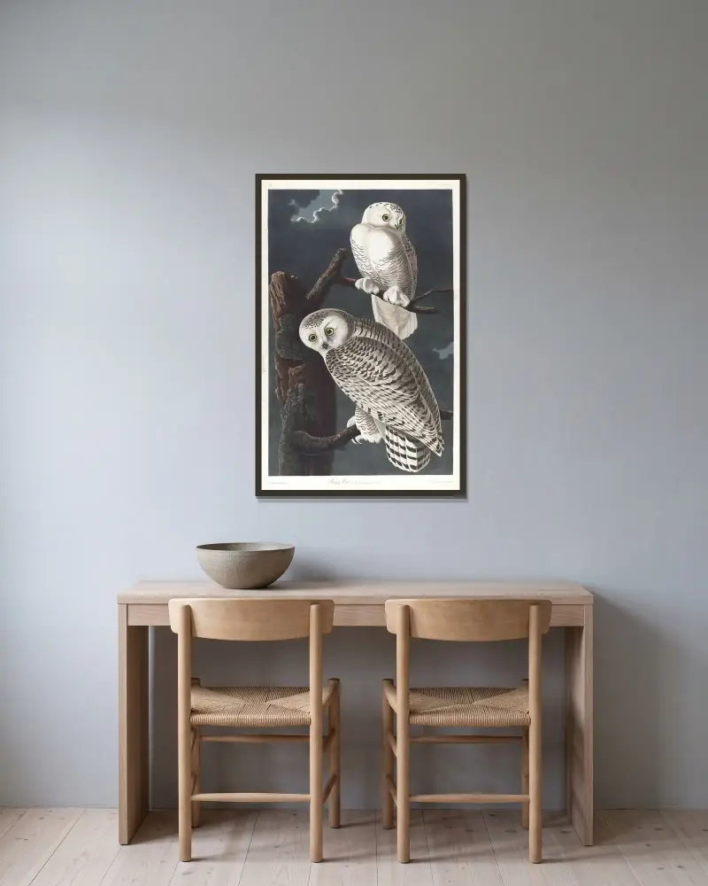 Sněžná sova, John James Audubon v rámu na stěně