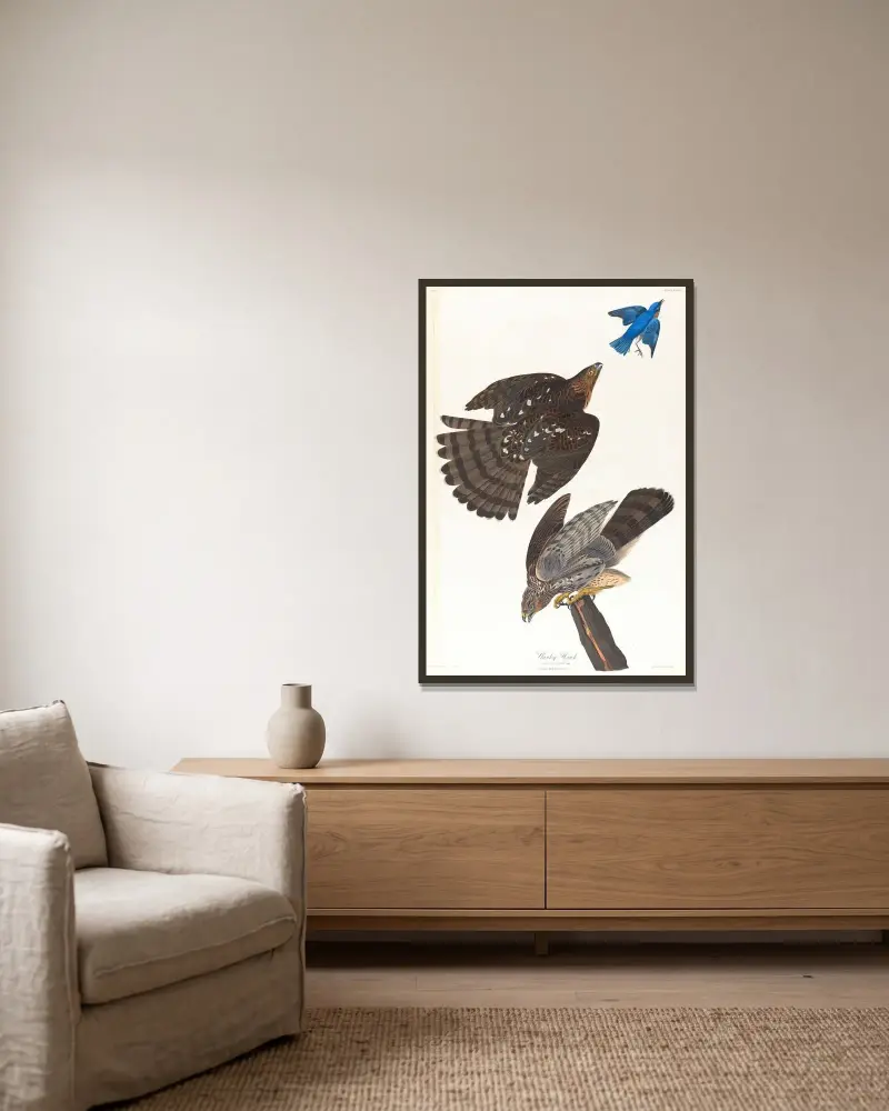 Stanleyův jestřáb, John James Audubon v rámu na stěně
