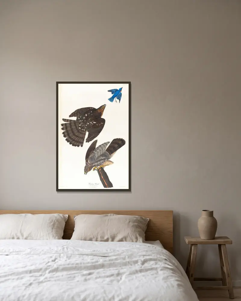 Stanleyův jestřáb, John James Audubon v rámu na stěně