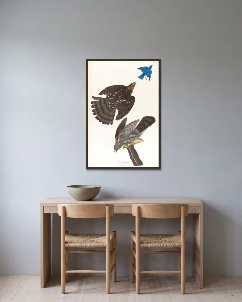 Stanleyův jestřáb, John James Audubon v rámu na stěně