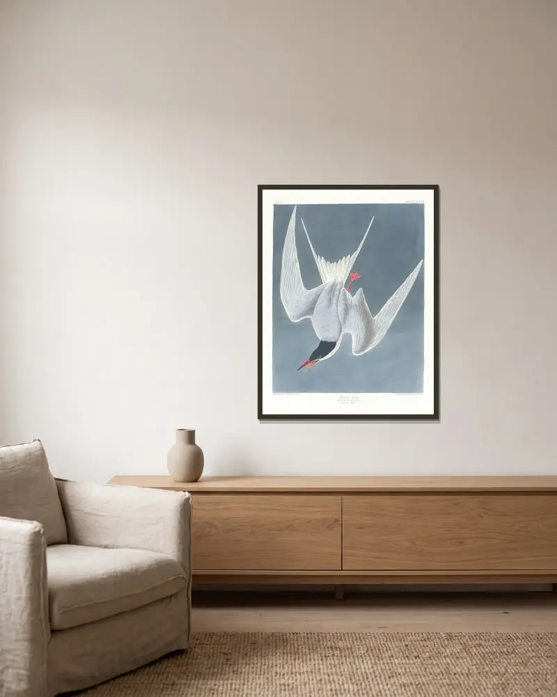 Sterna hirundo, John James Audubon v rámu na stěně