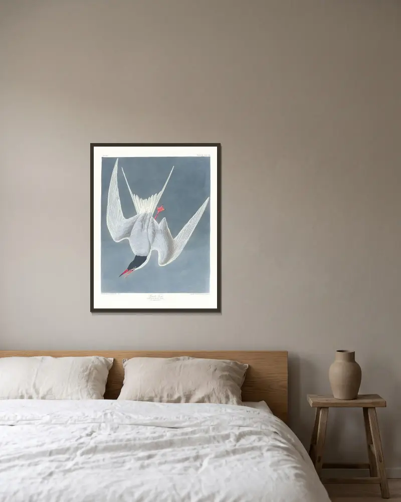 Sterna hirundo, John James Audubon v rámu na stěně